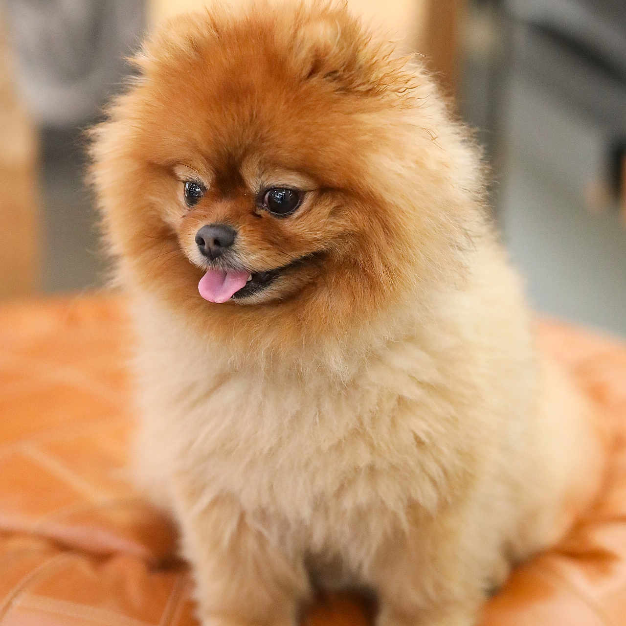 Tchai a rejoint le concours — aidez-le/la à gagner de superbes lots ! dog, pomeranian, fluffy, tongue_out, pet, indoor, leather_surface, cute, small_dog, furry, animal, companion, sitting, adorable, portrait, brown, fur, cute_pet, domestic_animal, canine