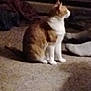 animal, carpet, cat, companion, cozy, domestic_cat, feline, floor, furry, ginger_cat, home, indoor, looking, pet, quiet, resting, shadow, side_view, sitting, white_cat