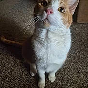 Cheetah is registered to the contest to win money with this photo: alert, animal, carpet, cat, closeup, curious, cute, domestic_cat, ears, feline, fur, indoor, looking_up, orange_and_white, pet, pink_nose, portrait, sitting, soft_light, whiskers