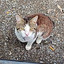 cat, tabby_cat, white_paws, outdoor, rocky_ground, cigarette_butts, curious, looking_up, dusty, car_door, orange_object, scruffy_nose, animal, pet, ground, closeup, feline, alone, natural_light, street