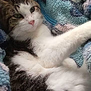 Mr. Kitty joined the competition — help win amazing prizes! cat, tabby, pet, animal, feline, fur, whiskers, blanket, blue, cozy, relaxed, lying_down, indoor, closeup, cute, soft_texture, resting, sleepy, domestic_cat, portrait