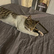 Chetos joined the competition — help win amazing prizes! cat, tabby, white_fur, sleeping, bed, quilted_bedspread, indoor, resting, pet, feline, paw, ears, closed_eyes, relaxed, cozy, phone_case, home, curtain, furniture, quiet