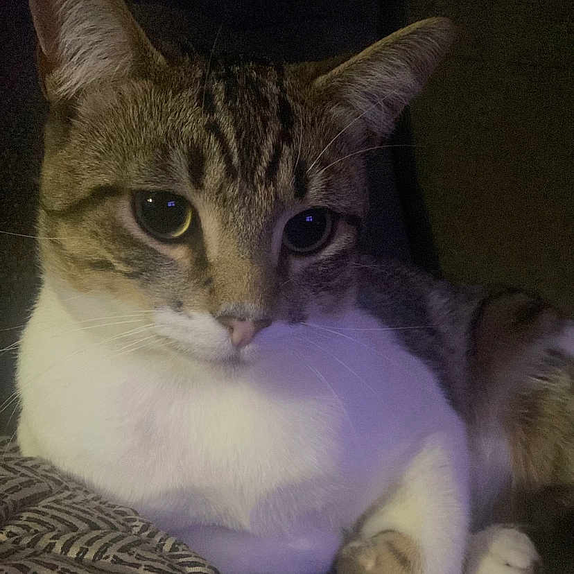 Chetos is registered to the contest to win money with this photo: animal, blanket, cat, close_up, cozy, cute, domestic, ears, eyes, feline, fur, indoor, pattern, paw, pet, relaxed, resting, sleepy, tabby, whiskers