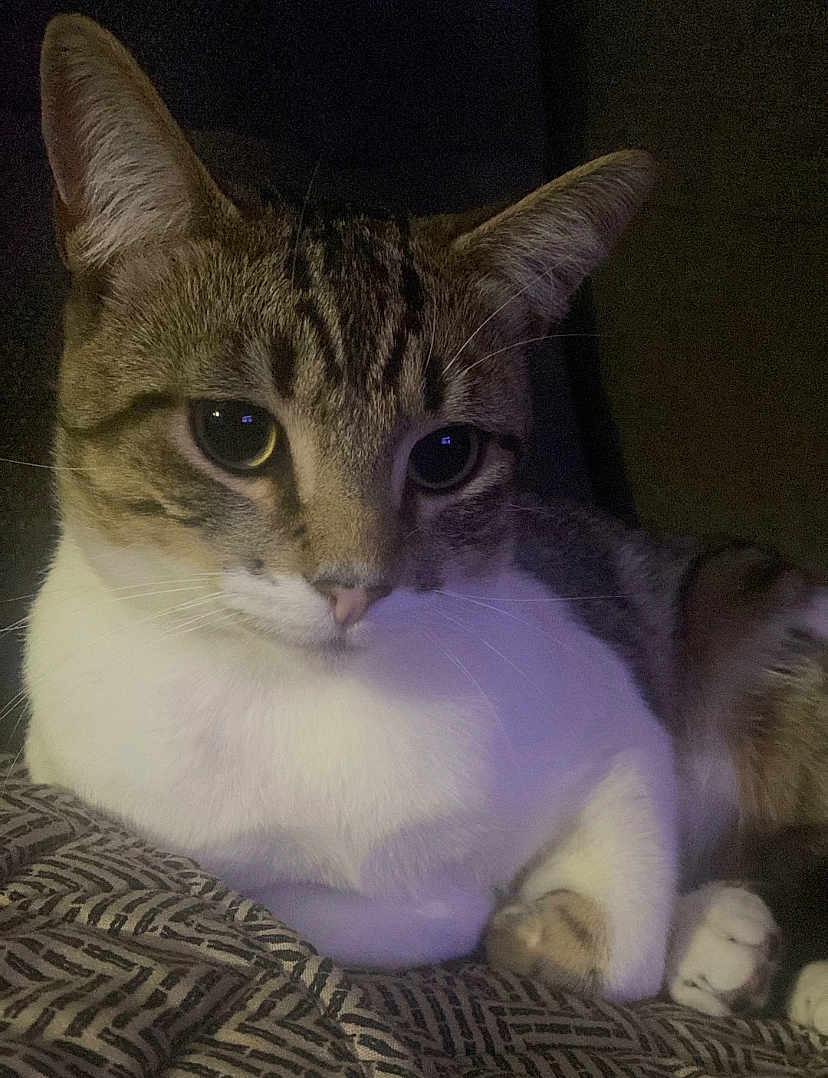 Chetos is registered to the contest to win money with this photo: cat, tabby, pet, animal, feline, close_up, indoor, resting, whiskers, ears, eyes, paw, fur, cute, domestic, cozy, blanket, pattern, sleepy, relaxed