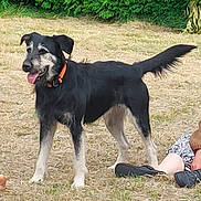 Kyra a rejoint le concours — aidez-le/la à gagner de superbes lots ! dog, black_and_white, collar, tongue_out, grass, outdoor, person, sitting, shoe, happy, pet, animal, nature, canine, fur, tail, paw, playful, summer, companion