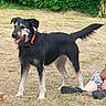 dog, black_and_white, collar, tongue_out, grass, outdoor, person, sitting, shoe, happy, pet, animal, nature, canine, fur, tail, paw, playful, summer, companion