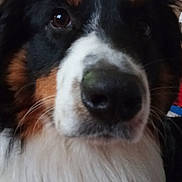 Loky participe au concours pour gagner de l'argent avec cette photo : dog, close_up, indoor, tricolor, fluffy, pet, animal, face, nose, fur, brown, black, white, ears, portrait, looking, cute, canine, companion, domestic