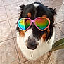 Loky a rejoint le concours — aidez-le/la à gagner de superbes lots ! dog, sunglasses, heart_shaped, rainbow, tile_floor, black, white, brown, fluffy, pet, cute, funny, accessory, indoor, closeup, portrait, animal, looking_up, shadow, footwear