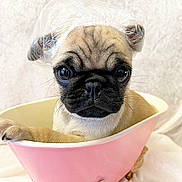 Nemo joined the competition — help win amazing prizes! dog, pug, puppy, bathtub, pink_bathtub, shower_cap, plastic_cap, big_eyes, close_up, portrait, paw, paw_on_edge, indoor, soft_background, white_towel, cute, pet, beige_fur, glossy_eyes, calm