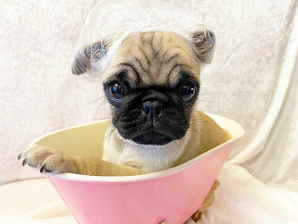 Nemo joined the competition — help win amazing prizes! dog, pug, puppy, bathtub, pink_bathtub, shower_cap, plastic_cap, big_eyes, close_up, portrait, paw, paw_on_edge, indoor, soft_background, white_towel, cute, pet, beige_fur, glossy_eyes, calm
