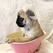 Nemo is registered to the contest to win money with this photo: animal, bathtub, cute, dog, domestic_animal, fabric_background, indoor, looking_away, nails, pastel, paw, pet, pink, portrait, pug, puppy, shower_cap, side_profile, small, studio_style