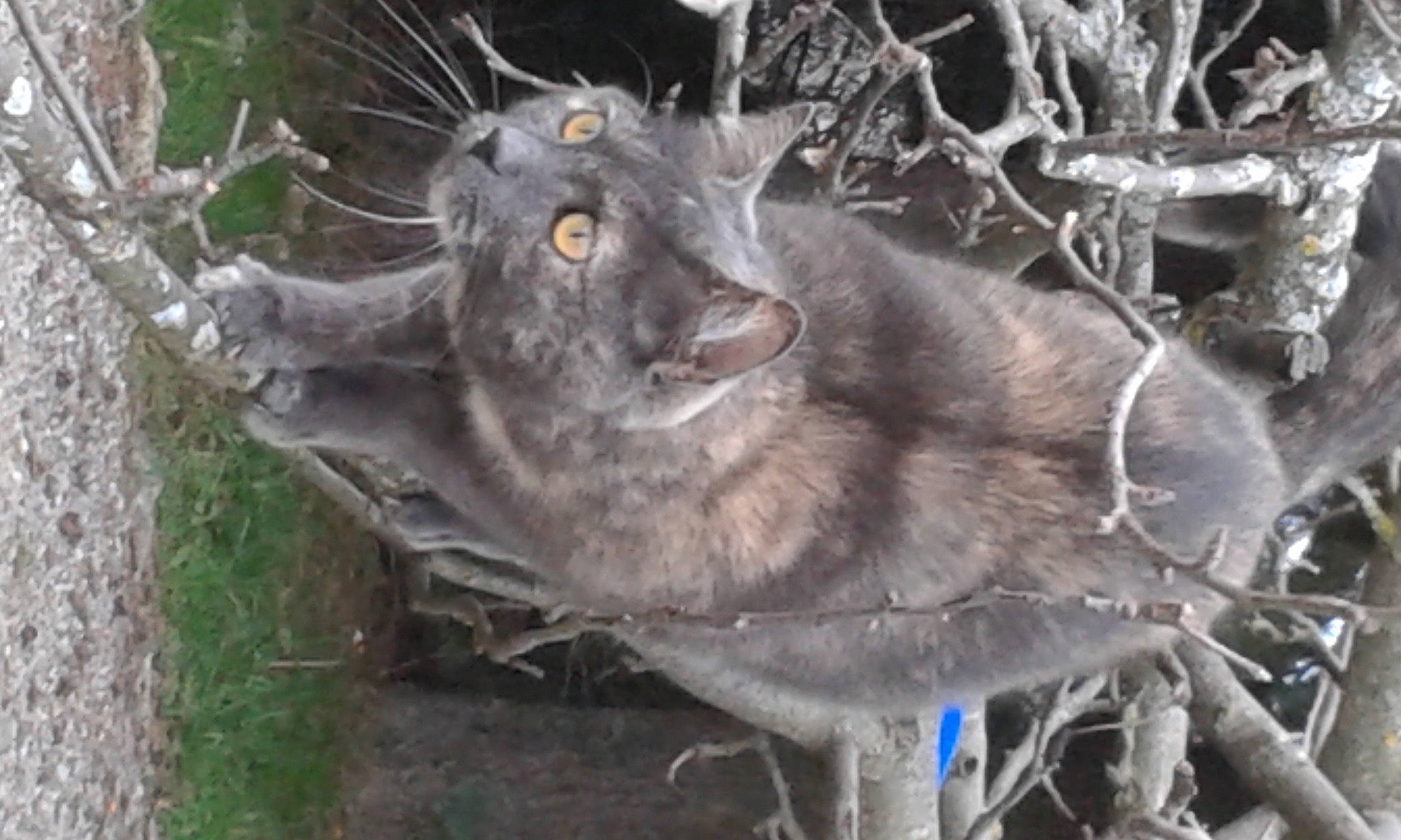 Minoccicic participe au concours pour gagner de l'argent avec cette photo : bird, carnivore, cat, domestic_short_haired_cat, felidae, fur, grass, plant, small_to_medium_sized_cats, snout, tail, terrestrial_animal, tree, trunk, twig, whiskers, wildlife