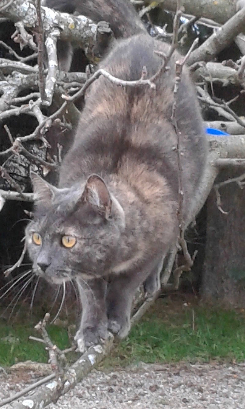 Minoccicic a rejoint le concours — aidez-le/la à gagner de superbes lots ! carnivore, cat, domestic_short_haired_cat, felidae, fur, grass, mammal, plant, small_to_medium_sized_cats, snout, tail, terrestrial_animal, trunk, twig, whiskers, wildlife