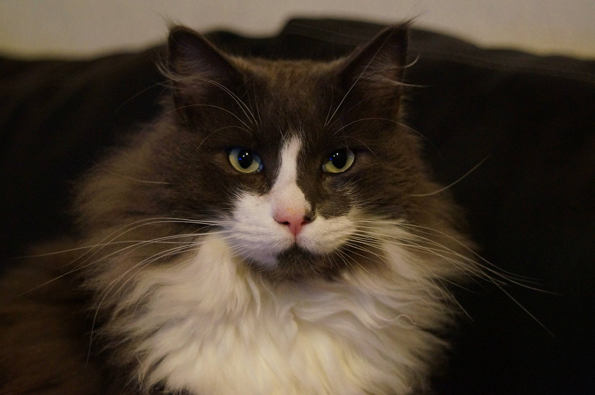 Phéliz participe au concours pour gagner de l'argent avec cette photo : carnivore, cat, felidae, fur, small_to_medium_sized_cats, whiskers