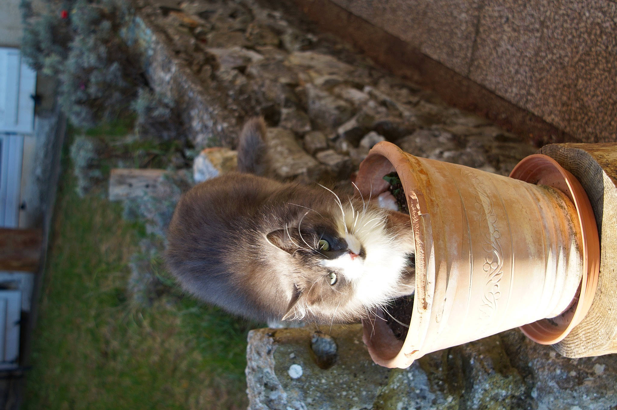 Phéliz a rejoint le concours — aidez-le/la à gagner de superbes lots ! cat, domestic_short_haired_cat, door, drinking, fawn, felidae, fur, gas, grass, metal, plant, small_to_medium_sized_cats, snout, tail, terrestrial_animal, tree, water, whiskers, wildlife, wood