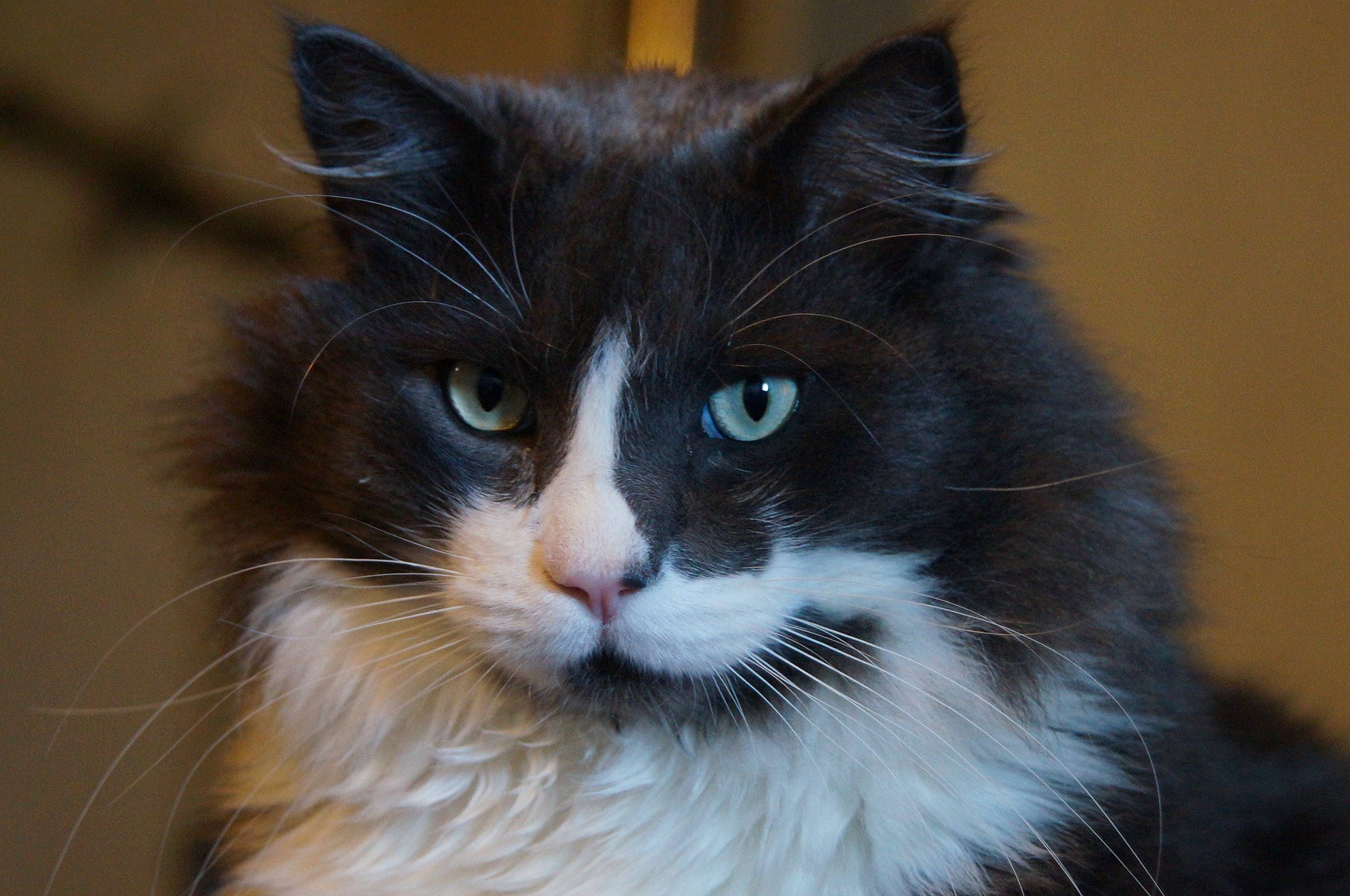 Phéliz a rejoint le concours — aidez-le/la à gagner de superbes lots ! carnivore, cat, domestic_short_haired_cat, felidae, fur, maine_coon, small_to_medium_sized_cats, snout, whiskers, window