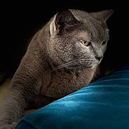Jupiter a rejoint le concours — aidez-le/la à gagner de superbes lots ! cat, gray_cat, pet, feline, animal, resting, paw, cushion, blue_cushion, indoor, portrait, soft_light, dark_background, whiskers, close_up, fur, relaxed, contemplative, cozy, domestic