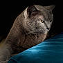 cat, gray_cat, pet, feline, animal, resting, paw, cushion, blue_cushion, indoor, portrait, soft_light, dark_background, whiskers, close_up, fur, relaxed, contemplative, cozy, domestic