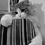 Nuts participe au concours pour gagner de l'argent avec cette photo : cat, kitty, fluffy, long_hair, paw, striped_fabric, upholstery, indoor, portrait, whiskers, curiosity, big_eyes, furniture, close_up, monochrome, shadow, playful, claw, nose, soft