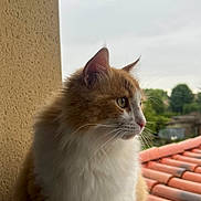 Nuts a rejoint le concours — aidez-le/la à gagner de superbes lots ! cat, feline, ginger_cat, white_fur, long_hair, whiskers, ear, profile, window_sill, roof_tiles, rooftop, outdoor, sky, cloudy_sky, trees, greenery, pet, domestic_animal, sitting, portrait