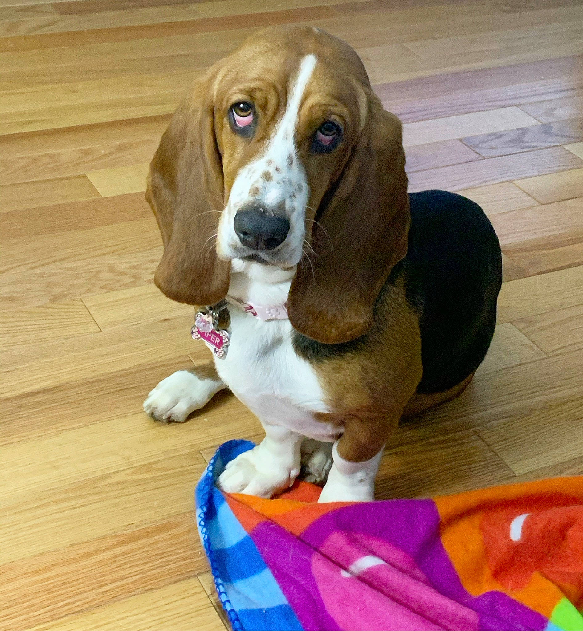 Piper is registered to the contest to win money with this photo: artois_hound, basset_artesien_normand, basset_hound, beagador, beagle, canidae, carnivore, companion_dog, dog, dog_breed, finnish_hound, hound, mammal, pocket_beagle, puppy, rare_breed_dog, scent_hound, schweizer_laufhund, snout, vertebrate