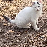 Doja Cat joined the competition — help win amazing prizes! kitten, cat, animal, white_fur, black_spots, outdoor, dirt, leaves, curious, young_cat, pet, nature, small, feline, sitting, ground, ears, tail, cute, fur