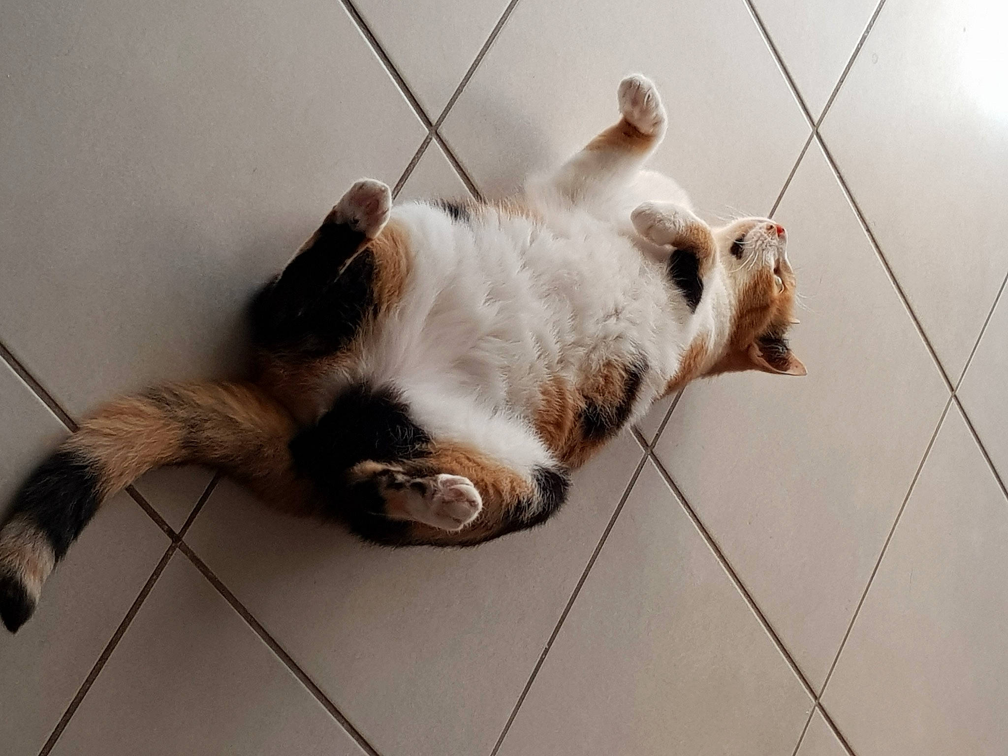 Canelle a rejoint le concours — aidez-le/la à gagner de superbes lots ! canidae, carnivore, cat, collar, comfort, companion_dog, dog_breed, domestic_short_haired_cat, fawn, felidae, floor, flooring, fur, line, paw, small_to_medium_sized_cats, snout, sporting_group, tail, whiskers