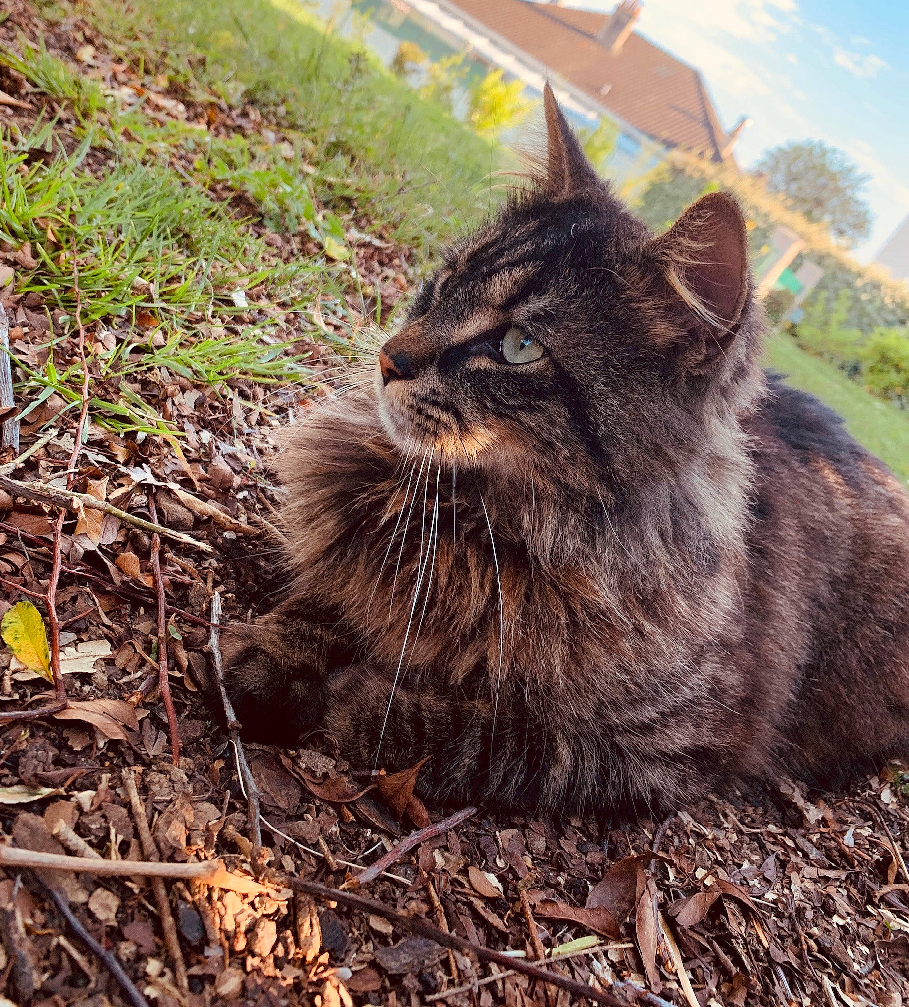 Timi participe au concours pour gagner de l'argent avec cette photo : asian, carnivore, cat, domestic_long_haired_cat, domestic_short_haired_cat, european_shorthair, felidae, fur, grass, kitten, maine_coon, nebelung, norwegian_forest_cat, plant, sky, small_to_medium_sized_cats, tabby_cat, whiskers, wild_cat