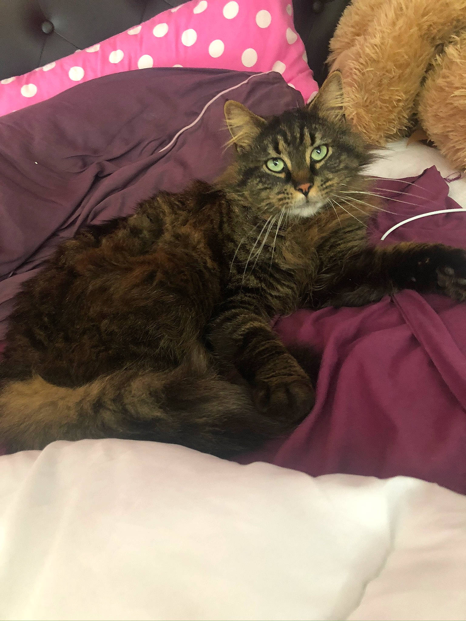 Timi a rejoint le concours — aidez-le/la à gagner de superbes lots ! asian, british_semi_longhair, carnivore, cat, domestic_long_haired_cat, domestic_short_haired_cat, dragon_li, european_shorthair, fawn, felidae, fur, kitten, maine_coon, mammal, norwegian_forest_cat, pixie_bob, small_to_medium_sized_cats, tabby_cat, whiskers