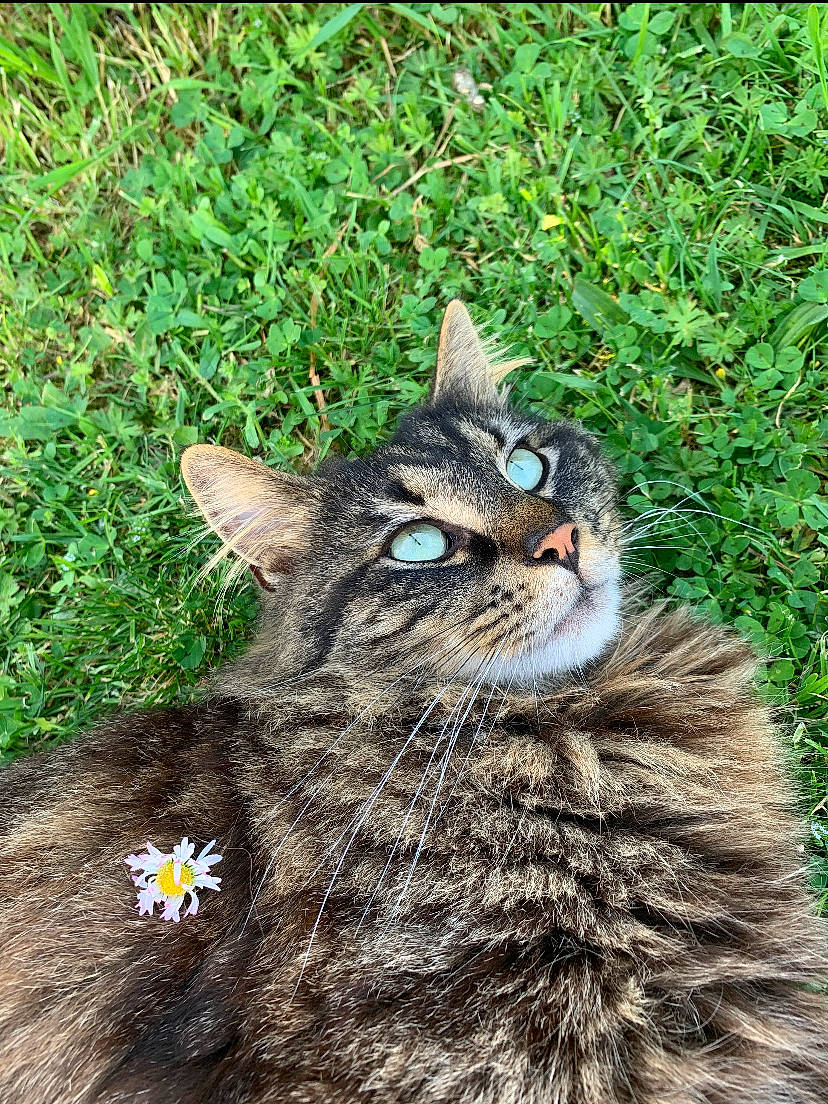 Timi a rejoint le concours — aidez-le/la à gagner de superbes lots ! asian_semi_longhair, british_semi_longhair, carnivore, cat, domestic_long_haired_cat, domestic_short_haired_cat, european_shorthair, felidae, fur, grass, maine_coon, mammal, norwegian_forest_cat, pixie_bob, plant, siberian, small_to_medium_sized_cats, tabby_cat, whiskers, wild_cat