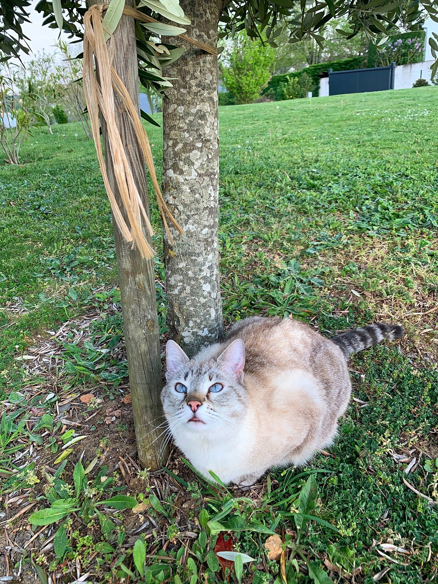 Minette a rejoint le concours — aidez-le/la à gagner de superbes lots ! aegean_cat, branch, carnivore, cat, domestic_short_haired_cat, european_shorthair, felidae, fur, grass, grass_family, kitten, lawn, plant, ragdoll, small_to_medium_sized_cats, tabby_cat, tail, tree, whiskers, yard