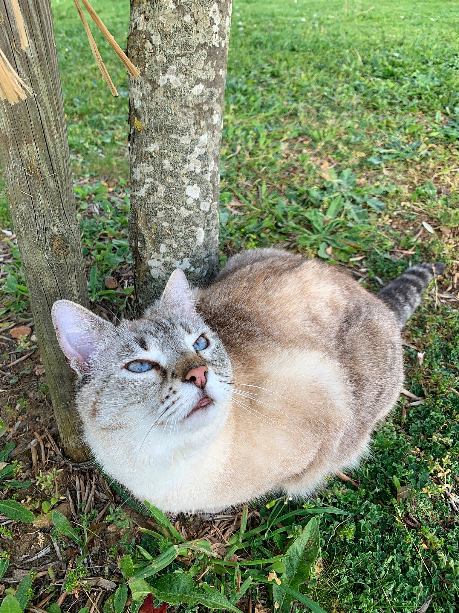 Minette participe au concours pour gagner de l'argent avec cette photo : asian, british_shorthair, burmilla, carnivore, cat, domestic_short_haired_cat, european_shorthair, fawn, felidae, fur, grass, kitten, plant, small_to_medium_sized_cats, tabby_cat, tree, whiskers, wild_cat