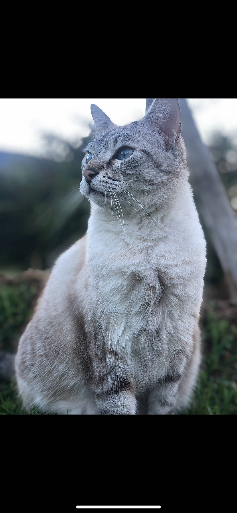 Minette a rejoint le concours — aidez-le/la à gagner de superbes lots ! aegean_cat, asian, british_shorthair, burmilla, carnivore, cat, domestic_short_haired_cat, felidae, fur, german_rex, mammal, photo_caption, photography, small_to_medium_sized_cats, snout, turkish_angora, vertebrate, whiskers