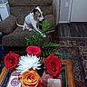 Precious joined the competition — help win amazing prizes! armchair, bouquet, brown_chair, carpet, checkered_cloth, curious, curtain, decor, dog, door, flooring, flower, furniture, indoor, pet, plant, rose, table, window, wooden_table