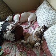 Precious is registered to the contest to win money with this photo: animal, bed, cat, collar, companion, cozy, cute, dog, domestic, fur, furniture, harness, indoor, patterned, pet, pillow, quilt, relaxation, resting, sleeping