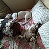 animal, bed, cat, collar, companion, cozy, cute, dog, domestic, fur, furniture, harness, indoor, patterned, pet, pillow, quilt, relaxation, resting, sleeping