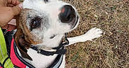 Precious is registered to the contest to win money with this photo: animal, black, brown, canine, close_up, cute, daytime, dog, ear_scratch, footwear, friendly, grass, harness, leash, looking_up, nature, outdoor, person_hand, pet, white