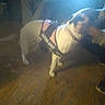 Precious is registered to the contest to win money with this photo: animal, blur, brown_floor, canine, casual_clothing, dog, emotional_support, floor, footwear, hand, harness, holding, human_hand, indoor, light_glare, paw, person, pet, support_animal, wooden_floor