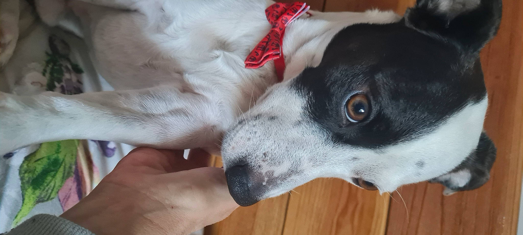 Jack participe au concours pour gagner de l'argent avec cette photo : canidae, carnivore, collar, companion_dog, dog, dog_breed, dog_collar, ear, fur, mcnab, nail, non_sporting_group, paw, sighthound, sporting_group, thumb, toy_dog, whiskers, working_animal