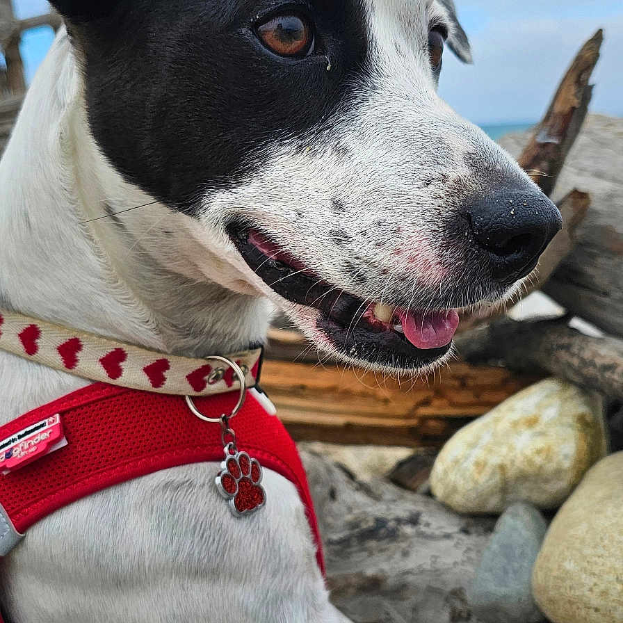 Jack