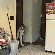 Ace is registered to the contest to win money with this photo: dog, indoor, kitchen, leash, tile_floor, broom, refrigerator, doorway, pet, animal, food_bowl, cleaning_supplies, corner, household, waiting, curious, domestic, canine, home, floor