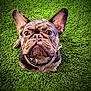 dog, french_bulldog, pet, animal, green_carpet, looking_up, ears, wrinkles, cute, indoor, collar, close_up, fur, texture, expression, small_dog, adorable, sitting, wide_eyes, portrait