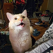 Twix is registered to the contest to win money with this photo: cat, fluffy, cream_colored, indoor, furniture, clothes, floor, bed, blanket, whiskers, mouth_open, eyes_wide, pet, domestic_animal, living_room, wooden_floor, cabinet, fan, basket, clutter