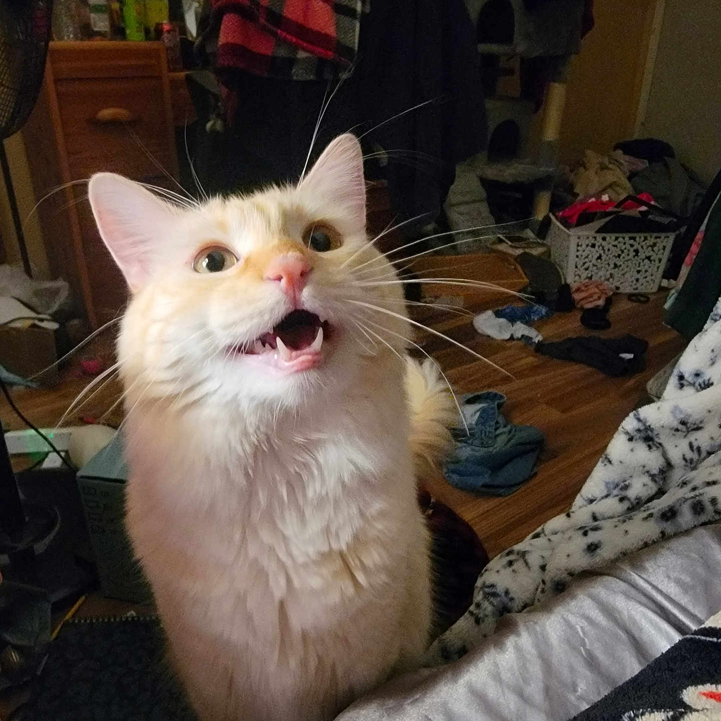 Twix is registered to the contest to win money with this photo: cat, fluffy, cream_colored, indoor, furniture, clothes, floor, bed, blanket, whiskers, mouth_open, eyes_wide, pet, domestic_animal, living_room, wooden_floor, cabinet, fan, basket, clutter