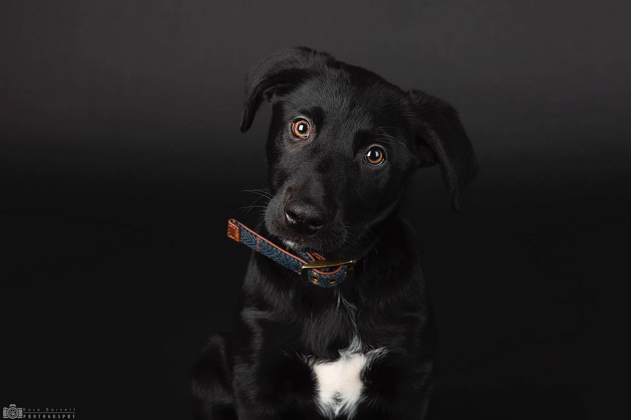 Bertie joined the competition — help win amazing prizes! borador, carnivore, companion_dog, darkness, dog, dog_breed, dog_collar, flash_photography, gun_dog, hunting_dog, liver, plant, sporting_group, terrestrial_animal, whiskers, working_animal