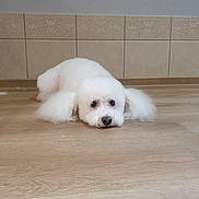 Floria participe au concours pour gagner de l'argent avec cette photo : adorable, animal, calm, cute, dog, domestic_animal, ears, flooring, fluffy, fur, home, indoor, looking, lying_down, pet, quiet, resting, small_dog, white_dog, wooden_floor