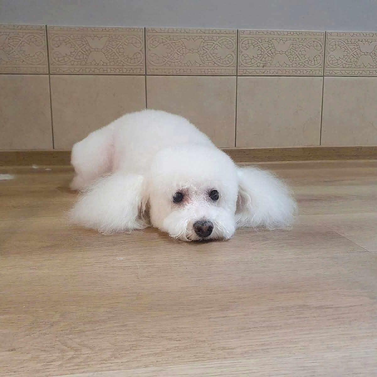 Floria participe au concours pour gagner de l'argent avec cette photo : adorable, animal, calm, cute, dog, domestic_animal, ears, flooring, fluffy, fur, home, indoor, looking, lying_down, pet, quiet, resting, small_dog, white_dog, wooden_floor