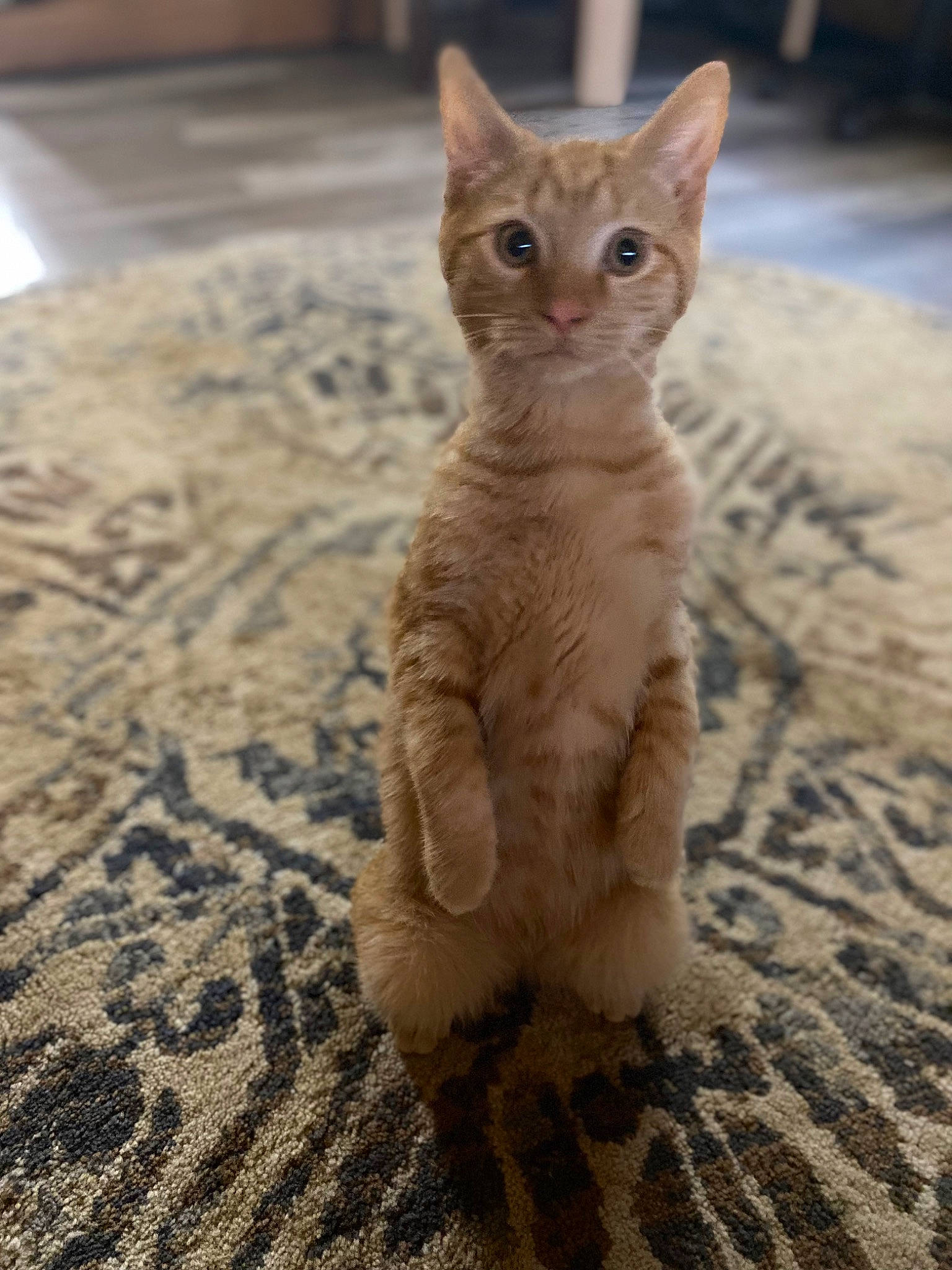 Guy is registered to the contest to win money with this photo: carnivore, cat, claw, domestic_short_haired_cat, fawn, felidae, flooring, fur, paw, sand, sitting, small_to_medium_sized_cats, snout, tail, terrestrial_animal, whiskers, wildlife, wood