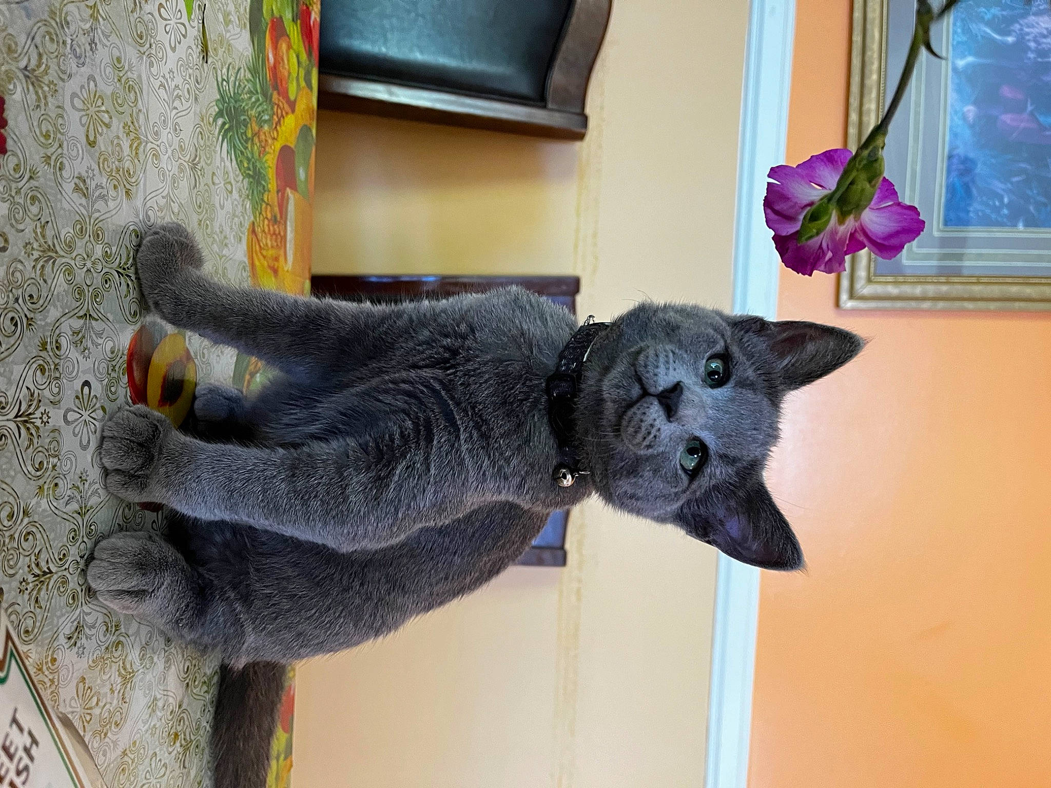 Luna joined the competition — help win amazing prizes! animal_figure, art, carmine, craft, creative_arts, felidae, fur, grey, mammal, pattern, plant, room, sculpture, snout, statue, tail, visual_arts, wood, wool, working_animal