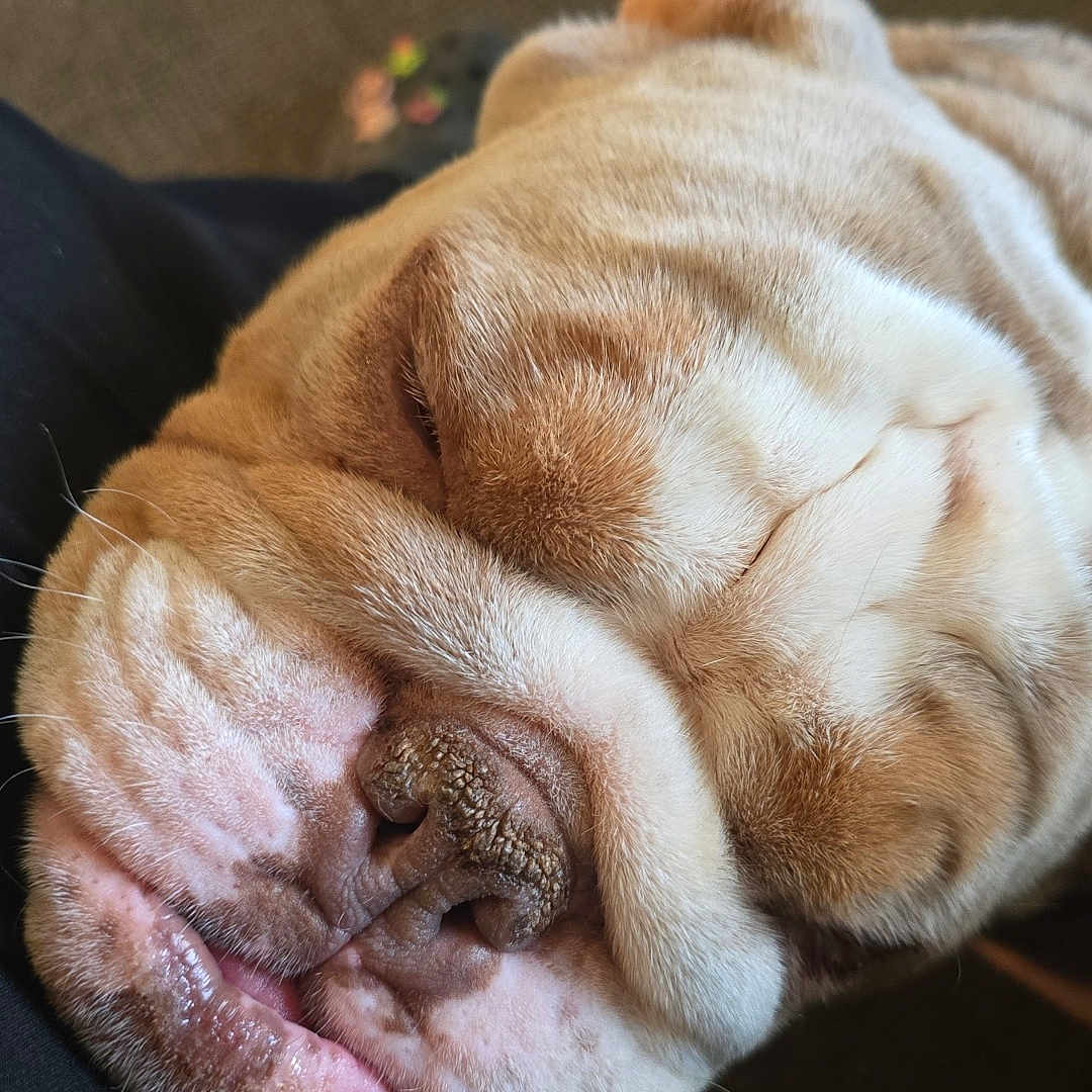 Leo is registered to the contest to win money with this photo: animal, boxer, bulldog, canine, dog, frenchbulldog, person, pet, pitbull, puppy, sleeping